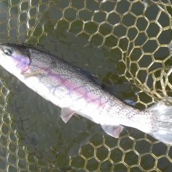 大安トラウトレイク釣果